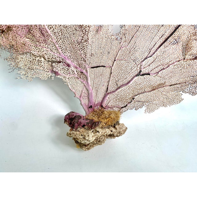 Chinoiserie Natural Caribbean Sea Fan 18 X 15 For Sale - Image 3 of 3