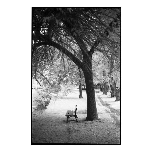 Paul Cooklin, Trees, Ardennes, Edition of 50 For Sale