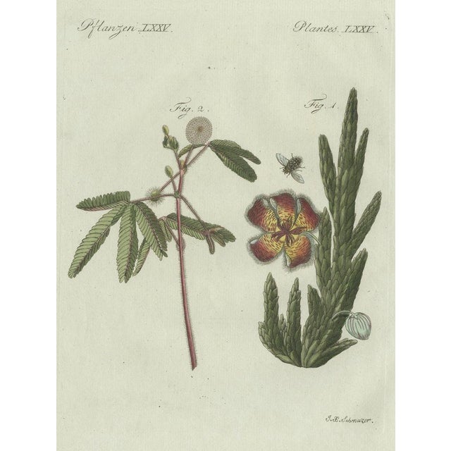 Early 19th Century Bertuch, Carrion Flower and Mimosa, 1805, Engraving For Sale - Image 5 of 10