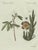Early 19th Century Bertuch, Carrion Flower and Mimosa, 1805, Engraving For Sale - Image 5 of 10