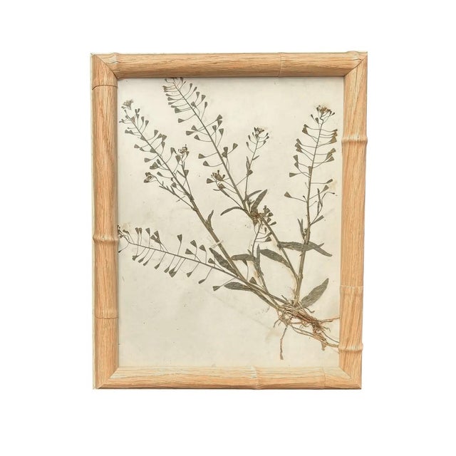 1893 Herbarium Botanical Specimens, Set of 12 For Sale - Image 15 of 18