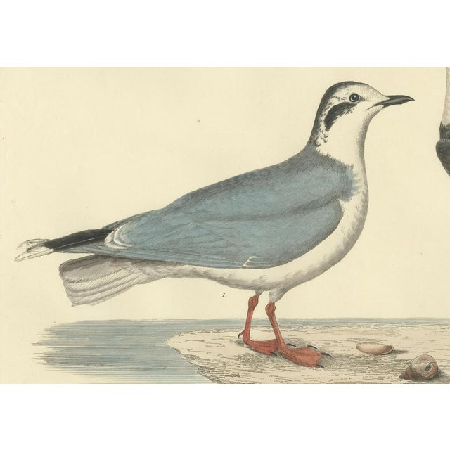 Early 19th Century Selby, Little Gull, 1826, Handcolored Engraving For Sale - Image 5 of 6