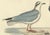 Early 19th Century Selby, Little Gull, 1826, Handcolored Engraving For Sale - Image 5 of 6