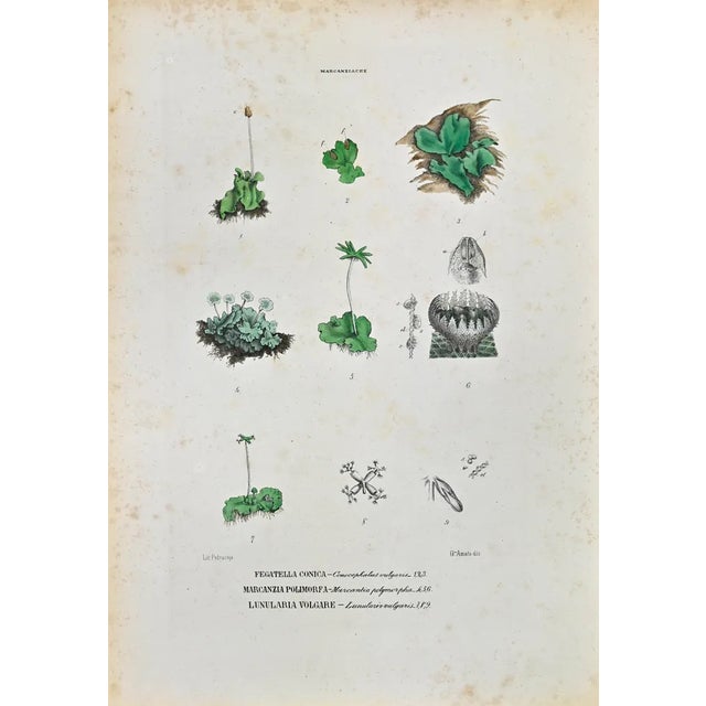 Vincenzo Tenore, The Marcanziaceae, Lithograph, 1870s For Sale