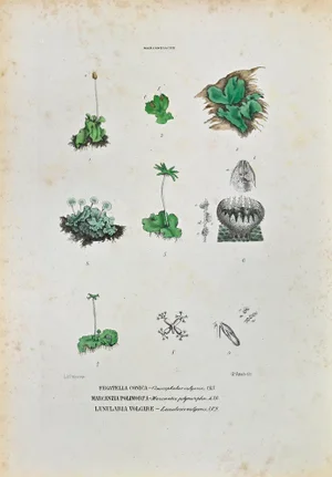 Vincenzo Tenore, The Marcanziaceae, Lithograph, 1870s