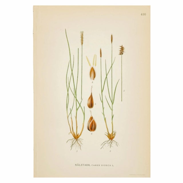 Mid-Century Modern Nordic Carex Studies, c.1902 | Antique Swedish Botanical Prints, Set of 3 For Sale - Image 3 of 5