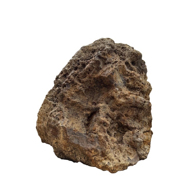 Large Petrified Coral Sculpture by Xyleia Petrified Wood For Sale - Image 9 of 9