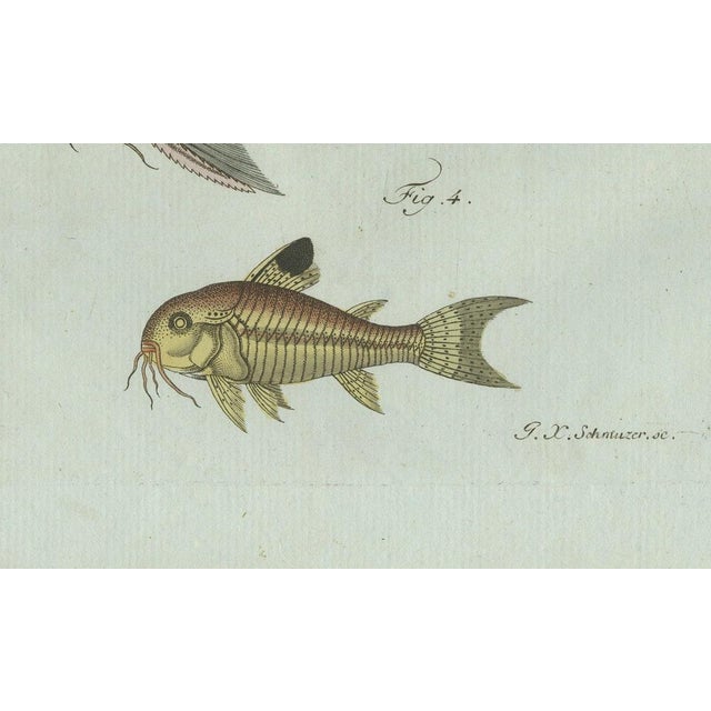 Bertuch, Gar and Exotic Armored Fish, 1800, Engraving For Sale - Image 3 of 9