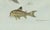 Bertuch, Gar and Exotic Armored Fish, 1800, Engraving For Sale - Image 3 of 9