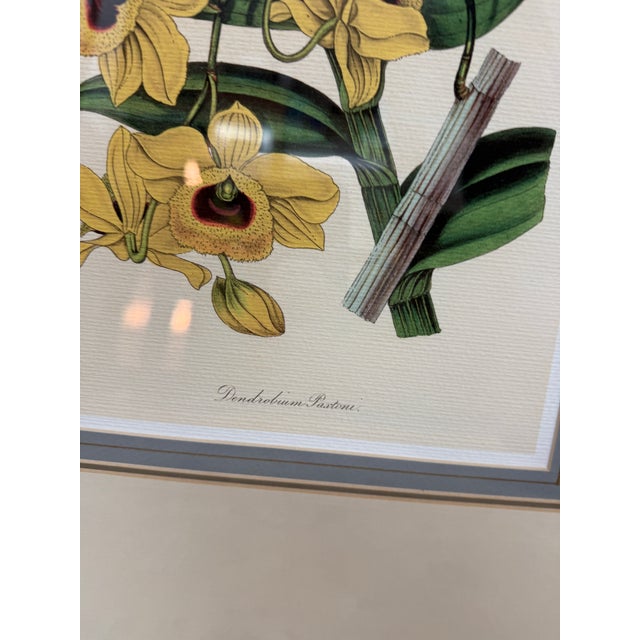 Yellow Yellow Botanical Art Prints, Set of Three For Sale - Image 8 of 12
