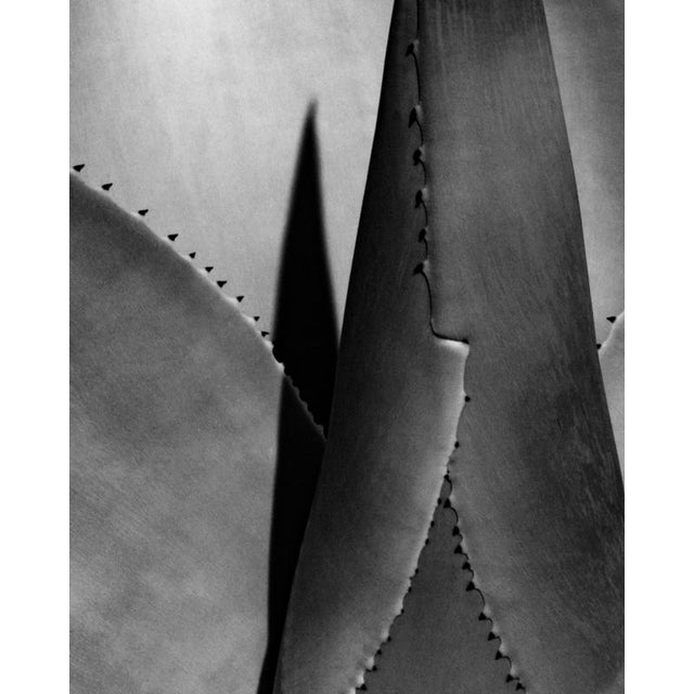 Black and white fine art photograph capturing the sculptural elegance of an agave plant. The interplay of light and shadow...
