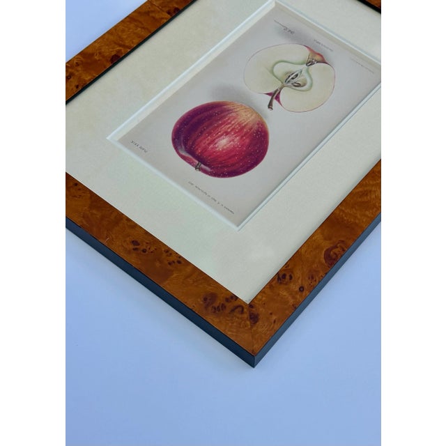American Red Delicious Apple, Original Framed Print, 1903 For Sale - Image 3 of 5
