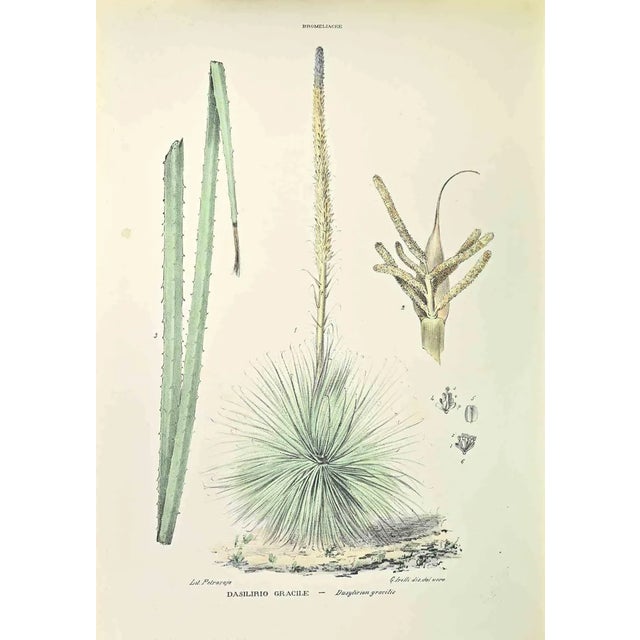 Vincenzo Tenore, Dasilirio Gracile, Lithograph, 1870s For Sale