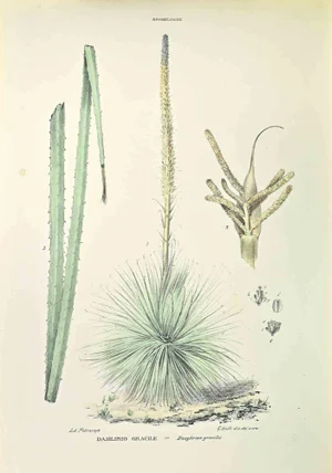 Vincenzo Tenore, Dasilirio Gracile, Lithograph, 1870s