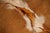 Mid 20th Century Monumental Longhorn Horn Throne Chair For Sale - Image 10 of 13