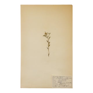 Antique Swedish Herbarium - Marsh Cudweed, Circa 1908 For Sale