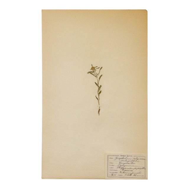 Antique Swedish Herbarium - Marsh Cudweed, Circa 1908 For Sale