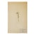 Antique Swedish Herbarium - Marsh Cudweed, Circa 1908 For Sale