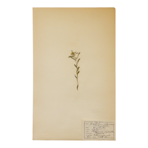 Antique Swedish Herbarium - Marsh Cudweed, Circa 1908