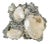 Cluster Fossil Clams Mercenaria Permagna For Sale