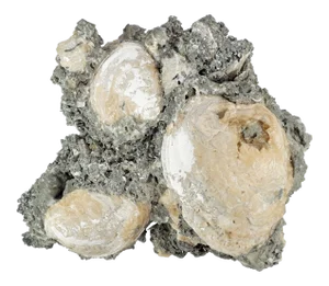 Cluster Fossil Clams Mercenaria Permagna