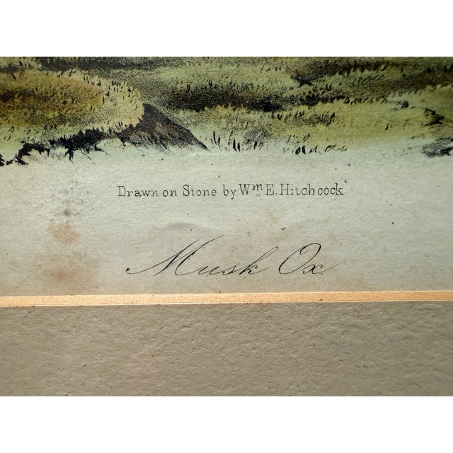 Original Audubon Hand-Colored Lithograph, "Musk Ox" Plate Cxi, j.t. Bowen c.1850 For Sale In Boston - Image 6 of 10