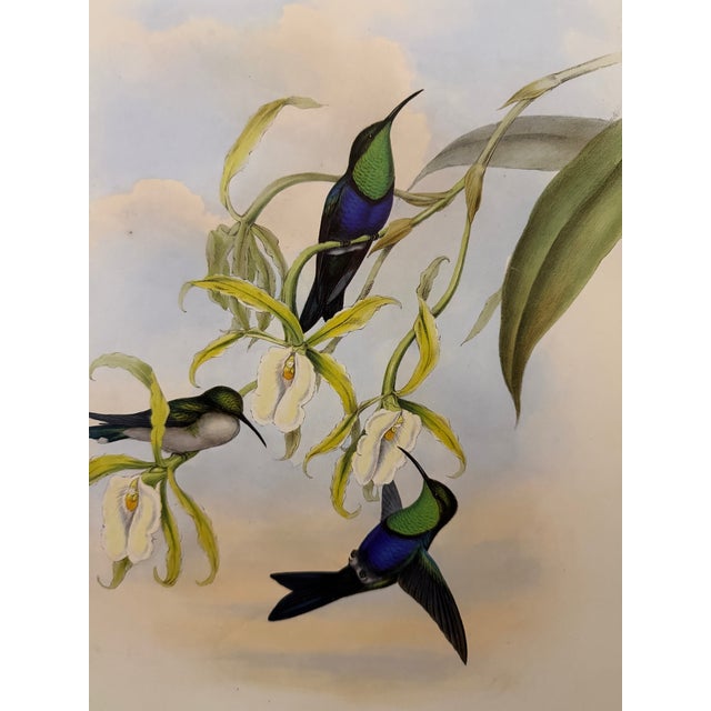 1990s Framed Prints, Set of 4, Swallow-Tail, Refulgent Wood Nymph, Black-Banded Wood Nymph, Blue-Crowned Wood Nymph Hummingbird Hill House Editions For Sale - Image 14 of 17