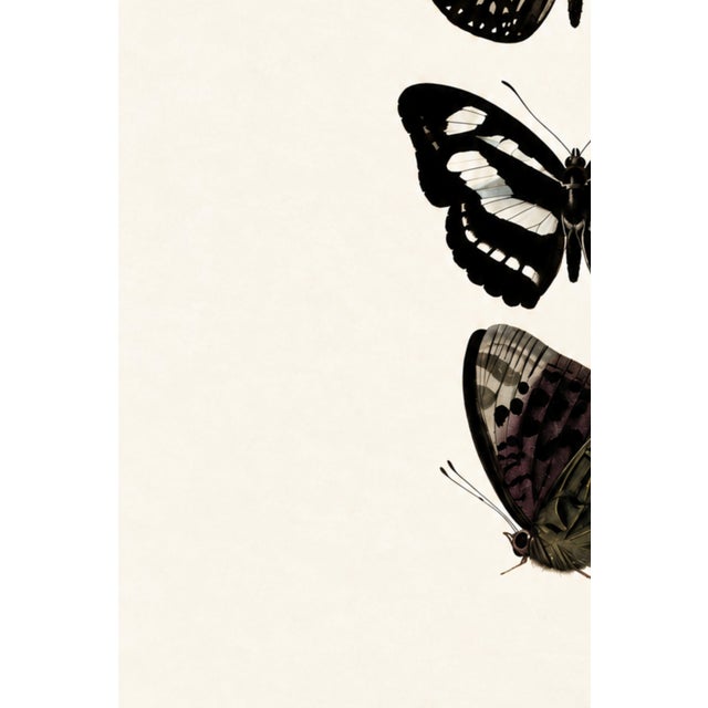 Butterfly Art Print – Vintage Natural History Illustration, 20" X 30" For Sale In Buffalo - Image 6 of 8