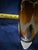 Vintage Hand-Painted, Wood-Carved Mallard Duck Decoy For Sale In Palm Springs - Image 6 of 7