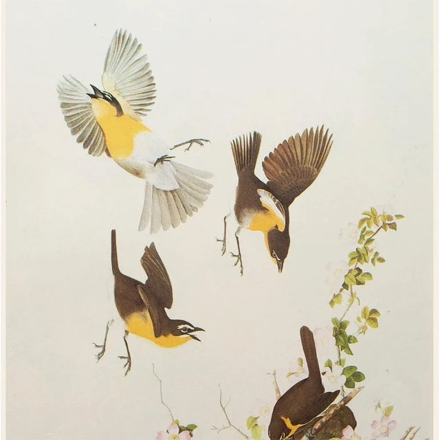 Farmhouse 1966 Vintage Farmhouse Cottage Print "Yellow-Breasted Chat" After John James Audubon For Sale - Image 3 of 8