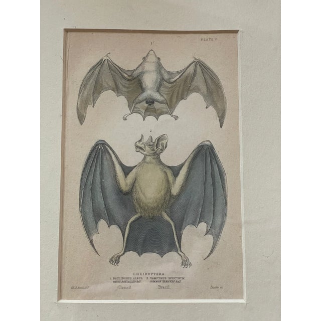 A hand colored copperplate engraving published by William Home Lizars in London circa 1840. Depicting a White Boxtailed...