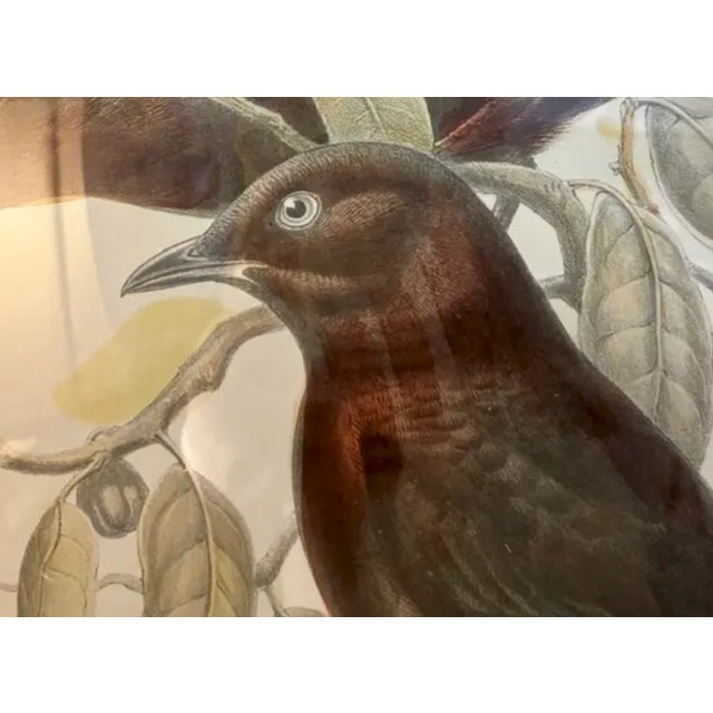 Mid Century John Gould Bird Lithographs in Large Black Wood Frames - 42.5" X 30" - I of 2 For Sale In New York - Image 6 of 9