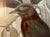 Mid Century John Gould Bird Lithographs in Large Black Wood Frames - 42.5" X 30" - I of 2 For Sale In New York - Image 6 of 9
