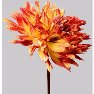 Philip Gatward, Dahlia 7, Archival Pigment Print For Sale