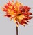 Philip Gatward, Dahlia 7, Archival Pigment Print For Sale