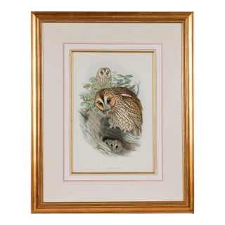 Tawny or Brown Owl: A Framed Original 19th C. Hand-Colored Lithograph by Gould, 1862-1873 For Sale