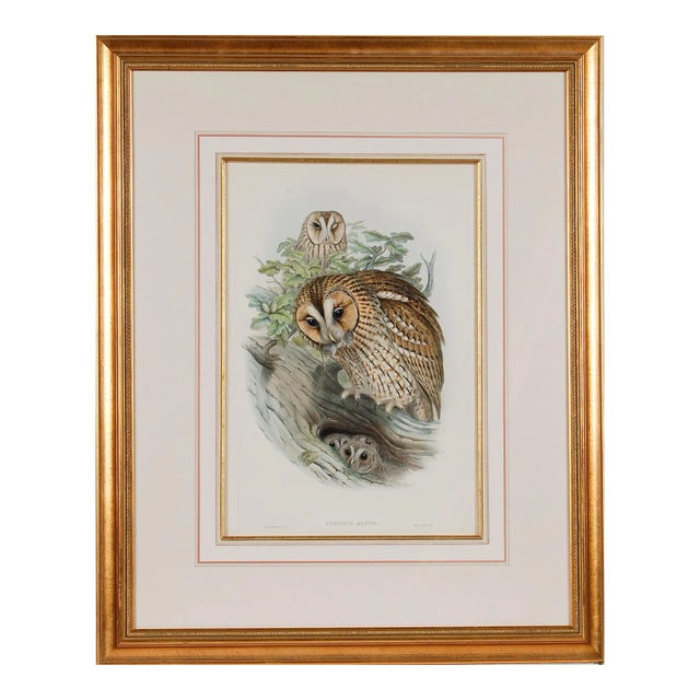Tawny or Brown Owl: A Framed Original 19th C. Hand-Colored Lithograph by Gould, 1862-1873 For Sale