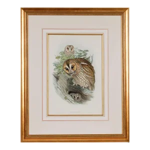 Tawny or Brown Owl: A Framed Original 19th C. Hand-Colored Lithograph by Gould, 1862-1873