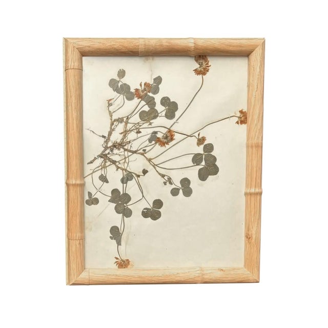 1893 Herbarium Botanical Specimens, Set of 12 For Sale - Image 9 of 18