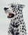 White Leopard Statue in Ceramic by Ceramic Boxer For Sale - Image 4 of 8