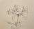 Traditional 1965 Neil Meitzler Rose Still Life For Sale - Image 3 of 4