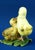 1920s 20th Century Ceramic Sculpture Pair of Chicks from Fontanini, Italy, 1920s For Sale - Image 5 of 18