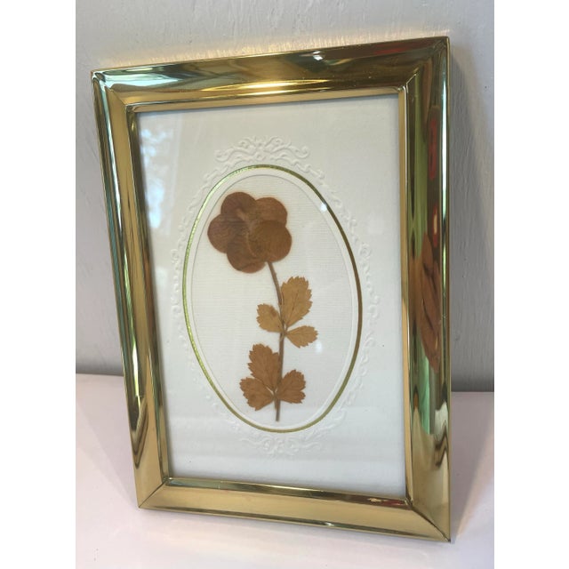 Vintage Dried Botanical Art Framed For Sale - Image 4 of 6