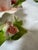 Pink Capodimonte Blooming Flower Candle Holders, Set of Three For Sale - Image 8 of 12