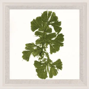 Bradbury Seaweeds 09, Framed Artwork