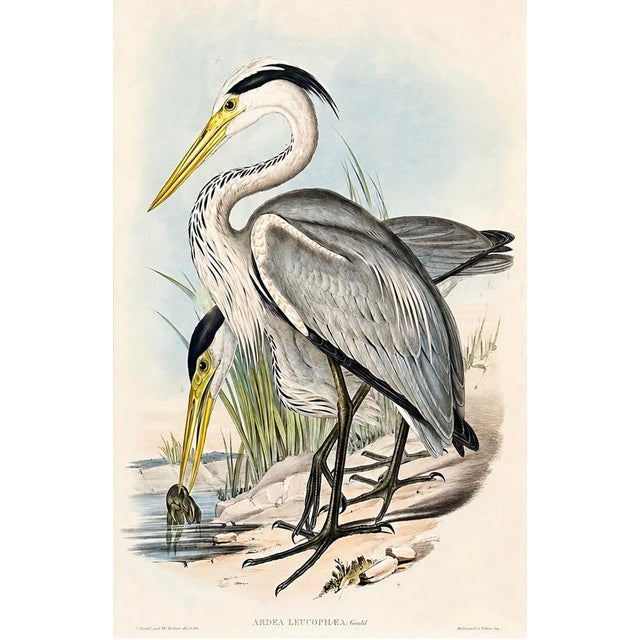 Original lithograph by John Gould from The Birds of Australia, circa 1840. This hand-colored folio lithograph is from the...
