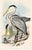 Original lithograph by John Gould from The Birds of Australia, circa 1840. This hand-colored folio lithograph is from the...
