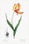 Didier's Tulip by Redouté, Vintage Botanical Art Print, 32" X 48" For Sale