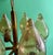Mid 20th Century Danish Modern Brass and Glass Chandelier For Sale - Image 4 of 13