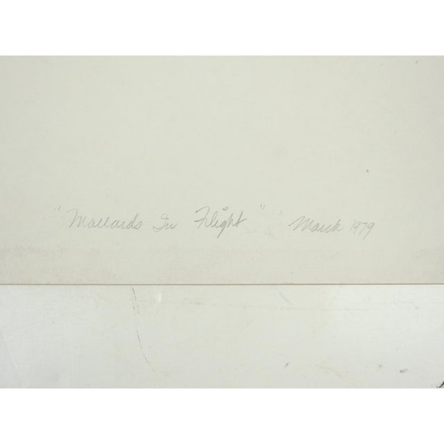 Vintage 1979 watercolor on artist board painting of mallard ducks in flight and birch trees. Unsigned, titled and dated on...